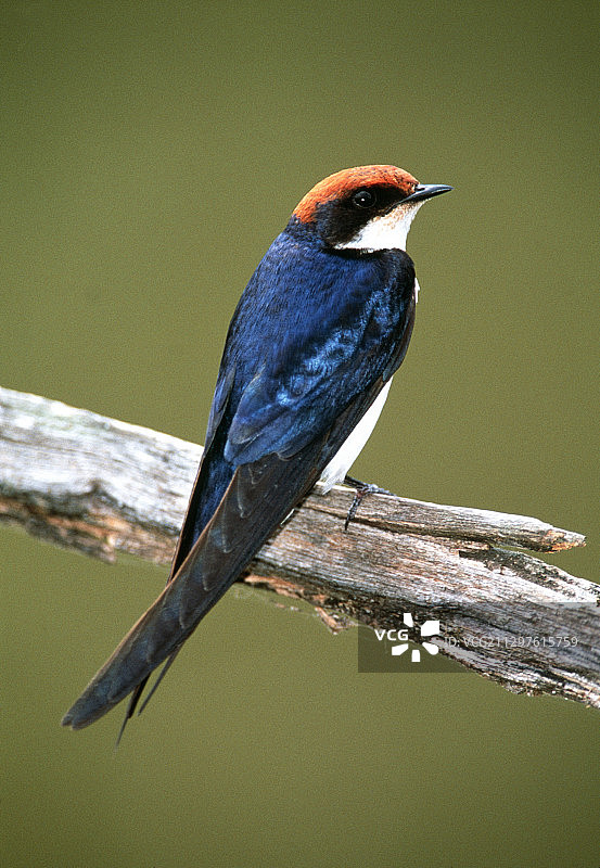 针尾燕图片素材