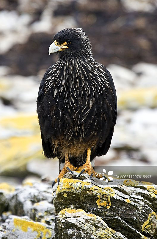 纹腹隼图片素材