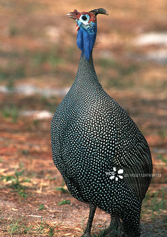 盔珠鸡图片素材