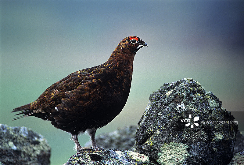 雄性红雷鸟图片素材