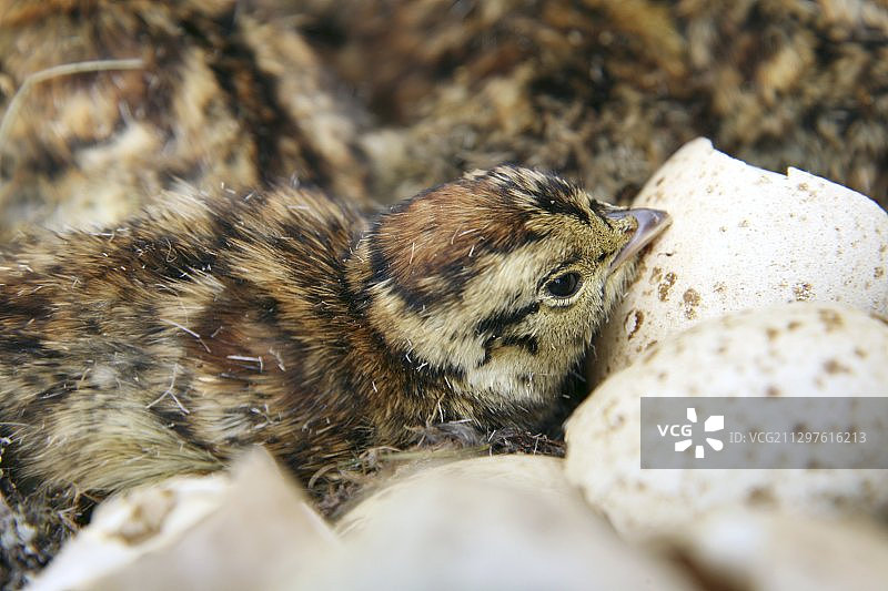 黑琴鸡雏鸟图片素材