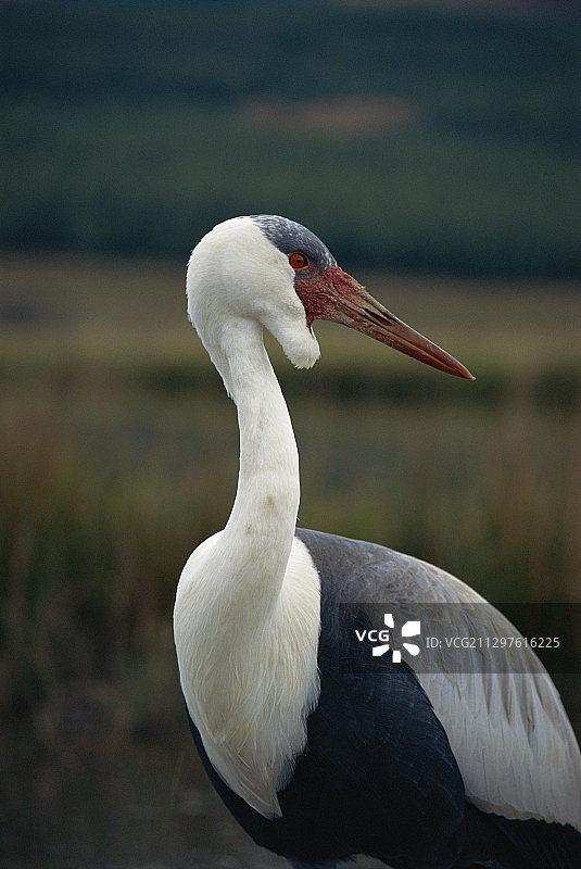 肉垂鹤图片素材