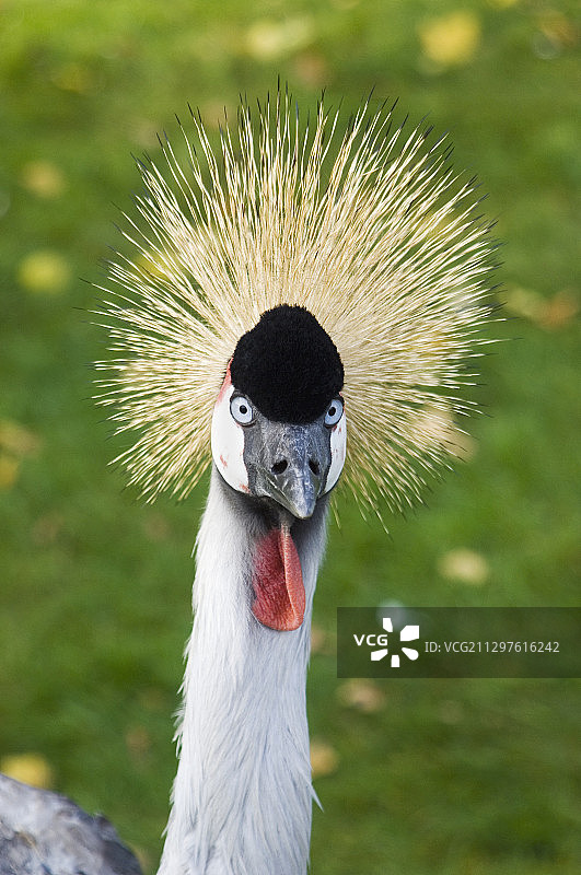 灰色加冕起重机图片素材