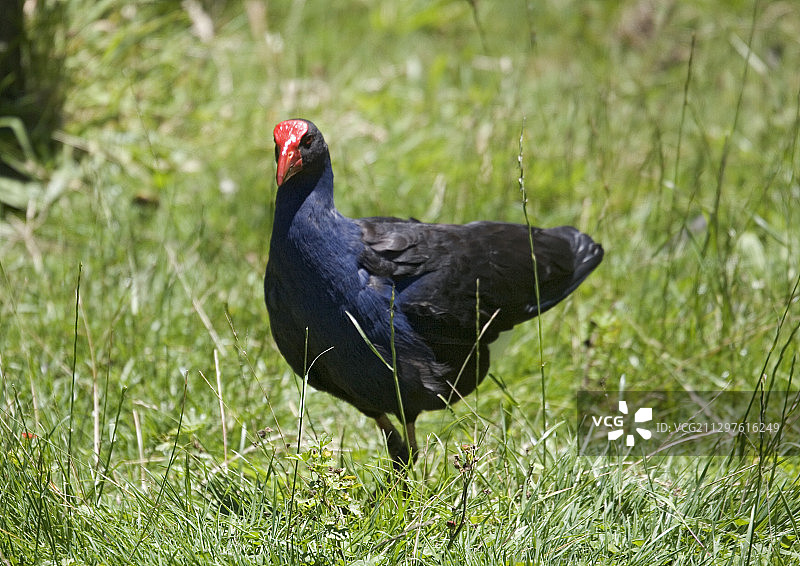 紫水鸡图片素材