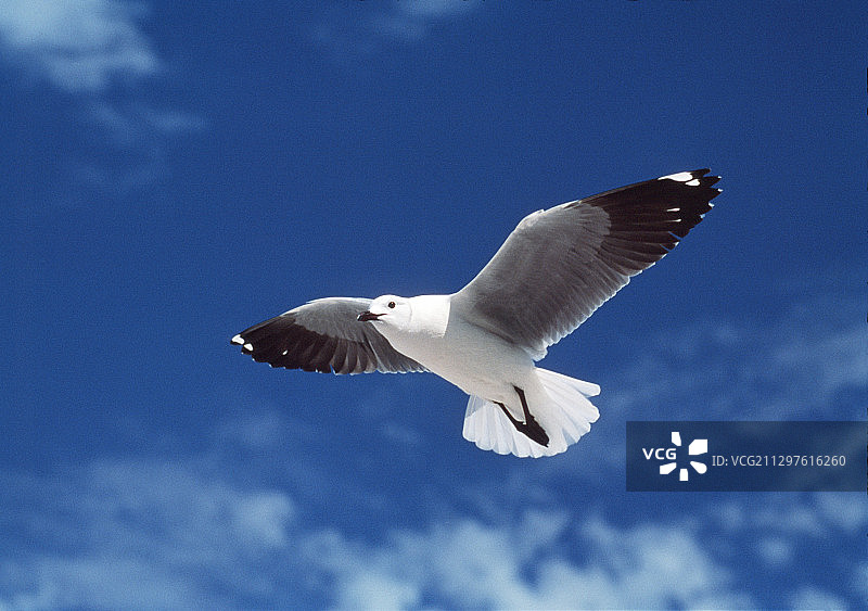 灰头鸥图片素材