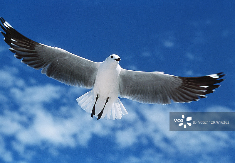 灰头鸥图片素材