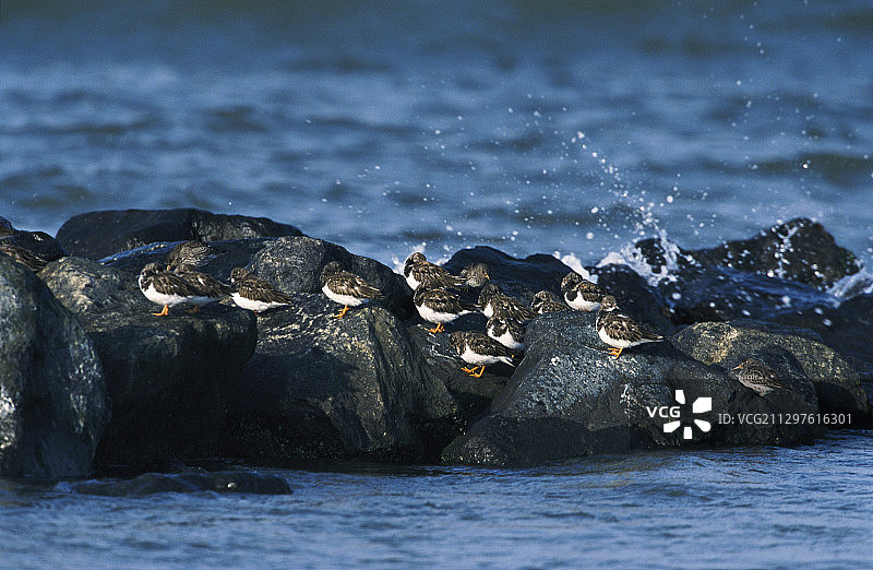 翻石鹬和紫鹬图片素材
