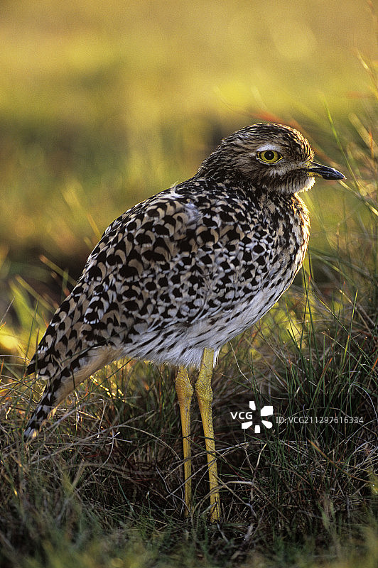 斑点厚头鸟图片素材