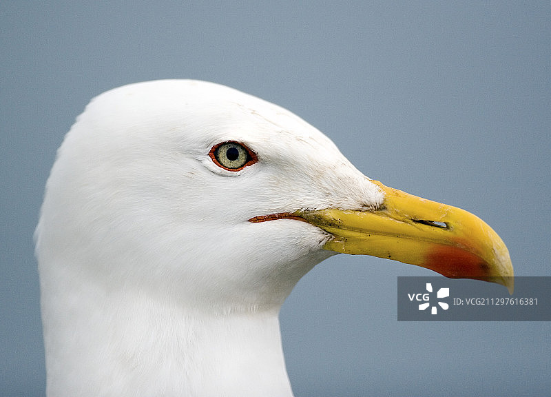 小黑背鸥图片素材
