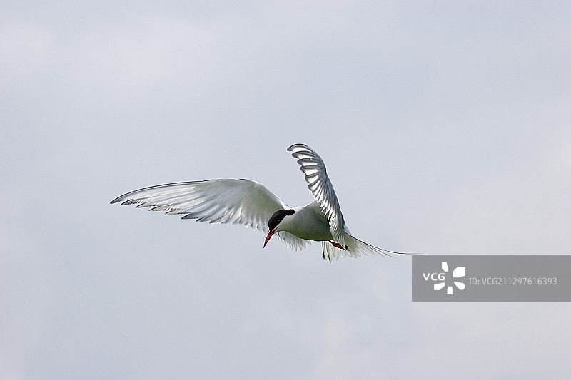 北极燕鸥图片素材