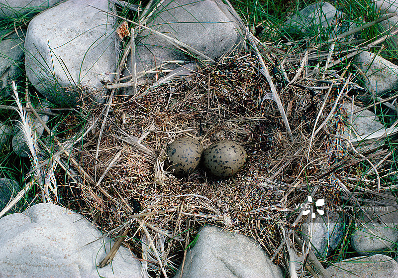 普通银鸥蛋图片素材