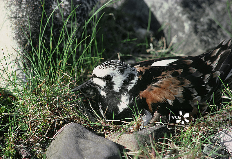 翻石鹬的鸟巢图片素材