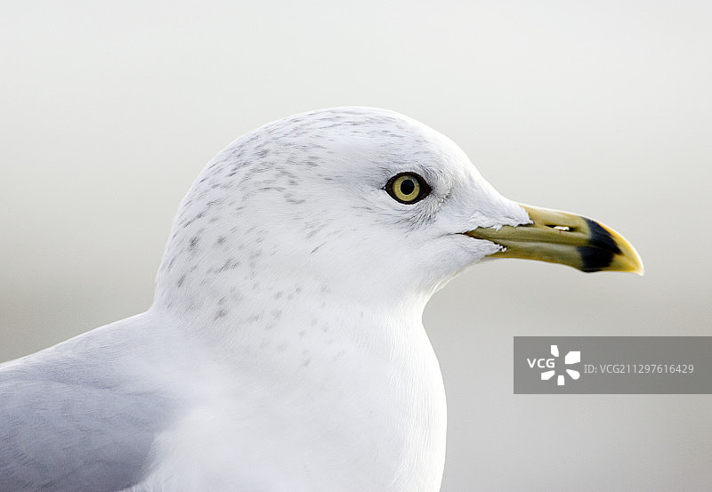 环嘴鸥图片素材