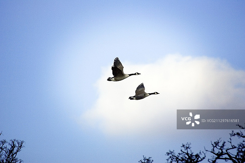 飞行中的加拿大鹅图片素材