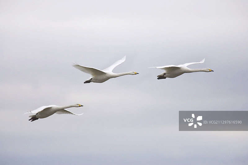 大天鹅图片素材