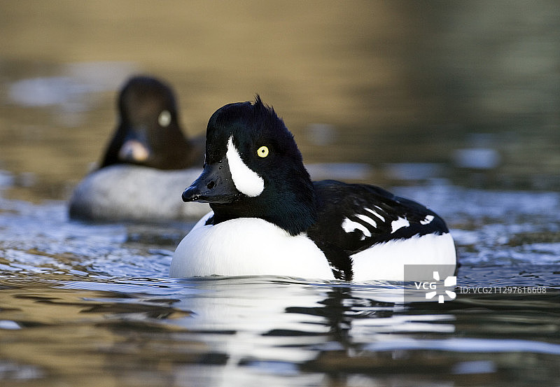 雄性斑头秋沙鸭图片素材