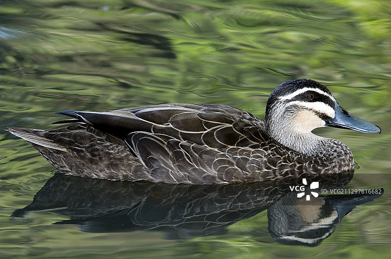 太平洋黑鸭图片素材