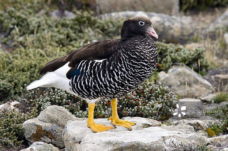 雌性海带鹅图片素材