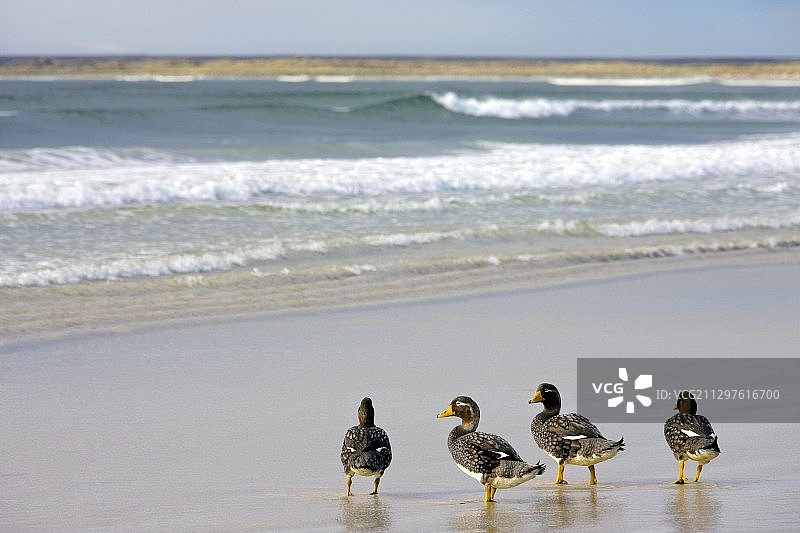 不会飞的马尔维纳斯海峡鸭图片素材