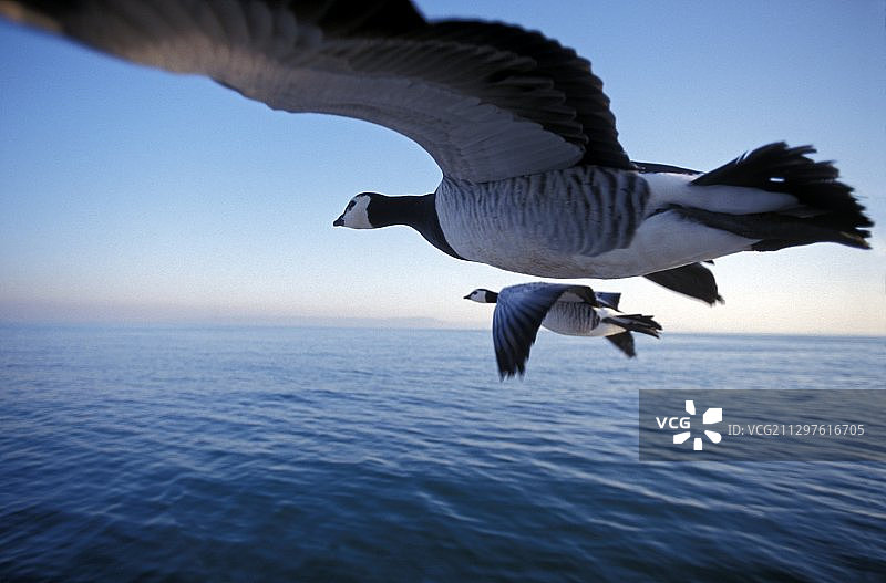 飞翔的白额黑雁图片素材