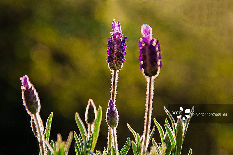 田野上紫色开花植物的特写图片素材