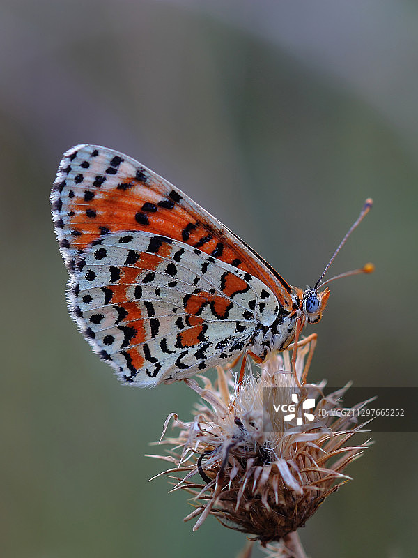 蝴蝶在花朵上采蜜的特写图片素材