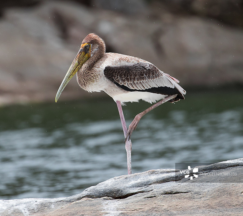 印度迈索尔岩石上的鸟类特写图片素材