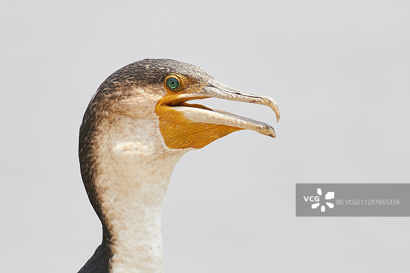 马拉维利翁代晴空下的鸟类特写图片素材