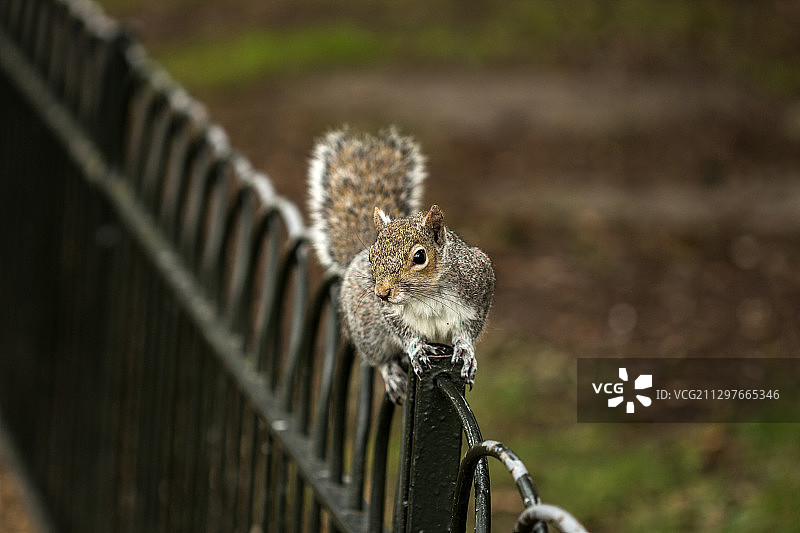 栏杆上的松鼠特写图片素材