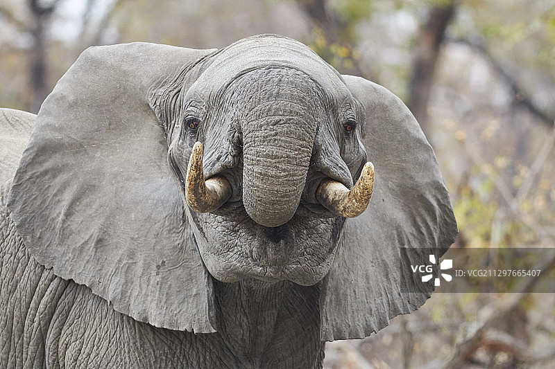 马拉维利翁德的象特写图片素材