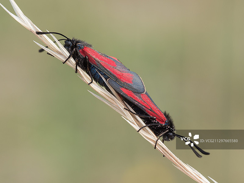 树枝上的蜻蜓特写图片素材