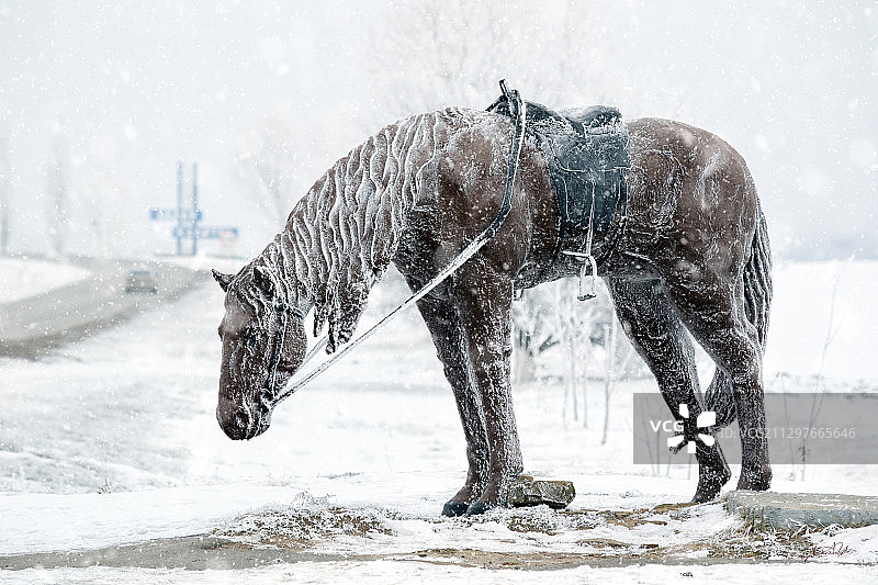 站在白雪覆盖的田野上的狗的全身像图片素材