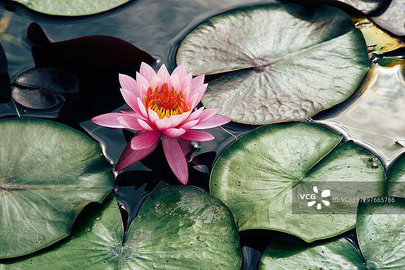 湖中荷花睡莲特写图片素材