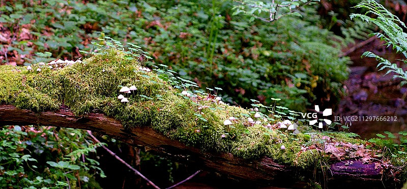埃希特纳赫树上的开花植物特写，卢森堡图片素材