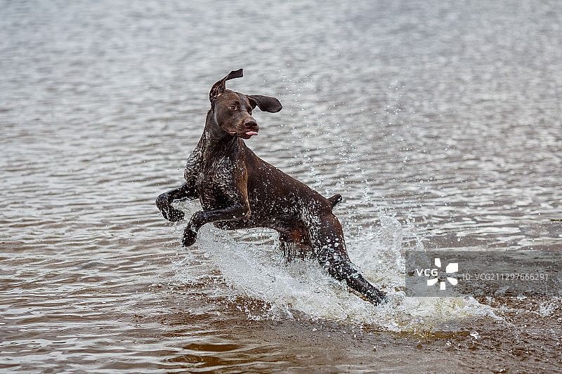 在俄罗斯科斯托穆克沙湖中奔跑的狗的侧视图图片素材
