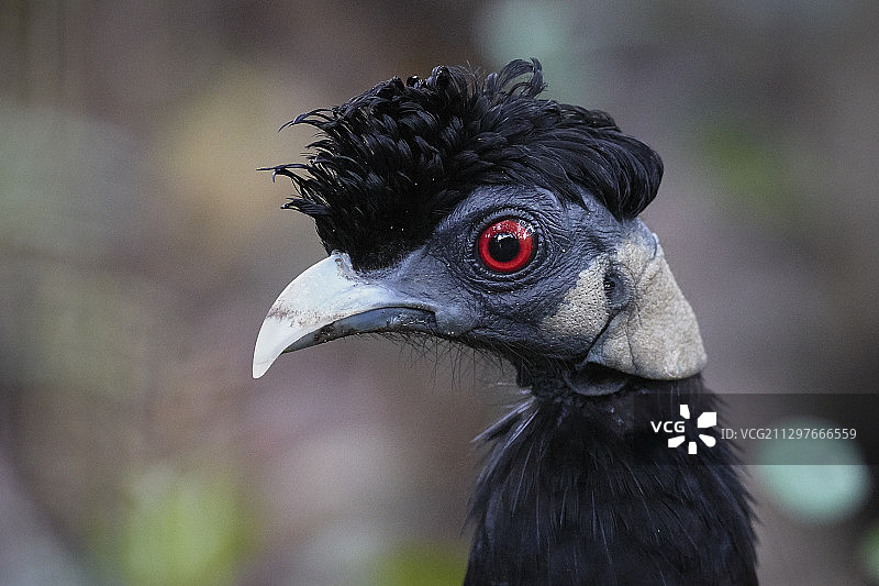 斯威士兰恩索科的鸟类特写图片素材