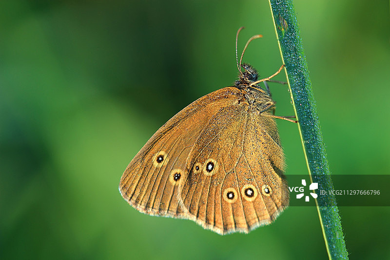 叶子上蝴蝶的特写图片素材
