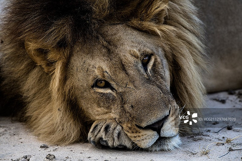 狮子陆地休憩特写，马翁，博茨瓦纳图片素材