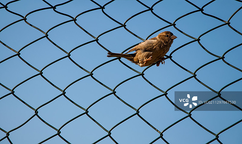 低角度拍摄的鸟儿栖息在铁丝网上，背景是天空图片素材
