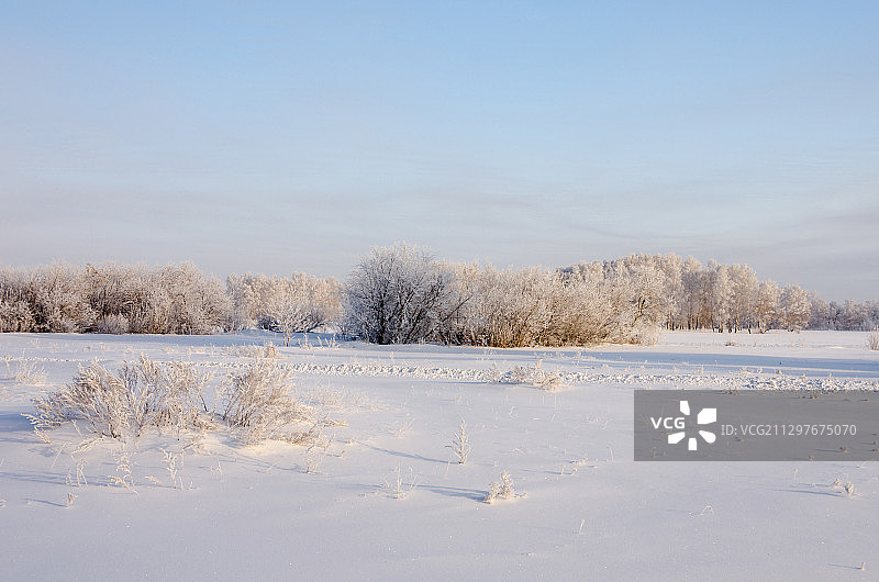 冬季，俄罗斯鄂木斯克天空下的田野树木图片素材