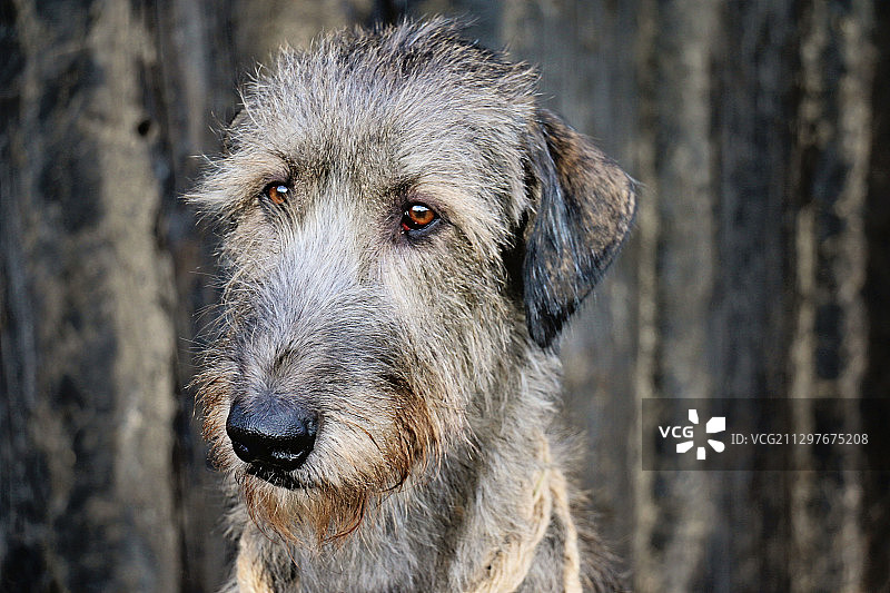 塞尔维亚萨夫斯基韦纳茨，狗面部特写肖像图片素材