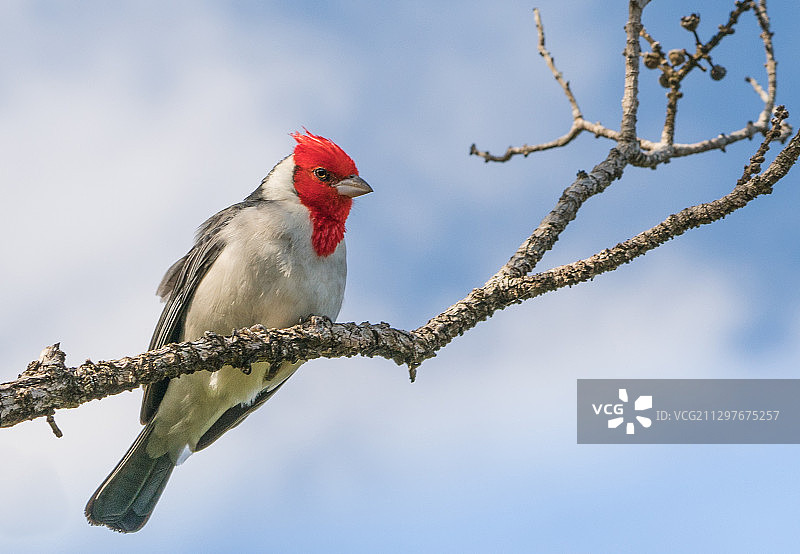 美国普林斯维尔天空下树枝上的鸟特写图片素材