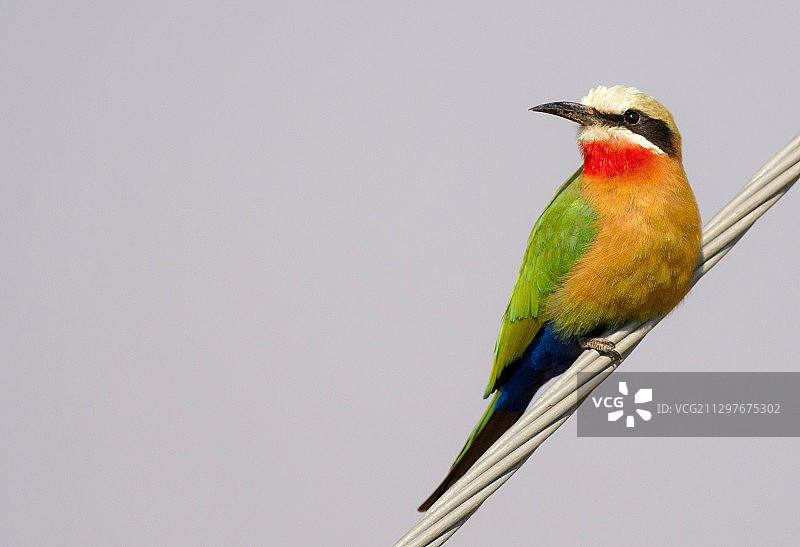 南非格罗布勒斯达尔栖息在树枝上的鸟类特写图片素材