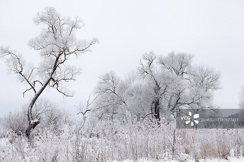 俄罗斯卡卢加雪原上的树木图片素材