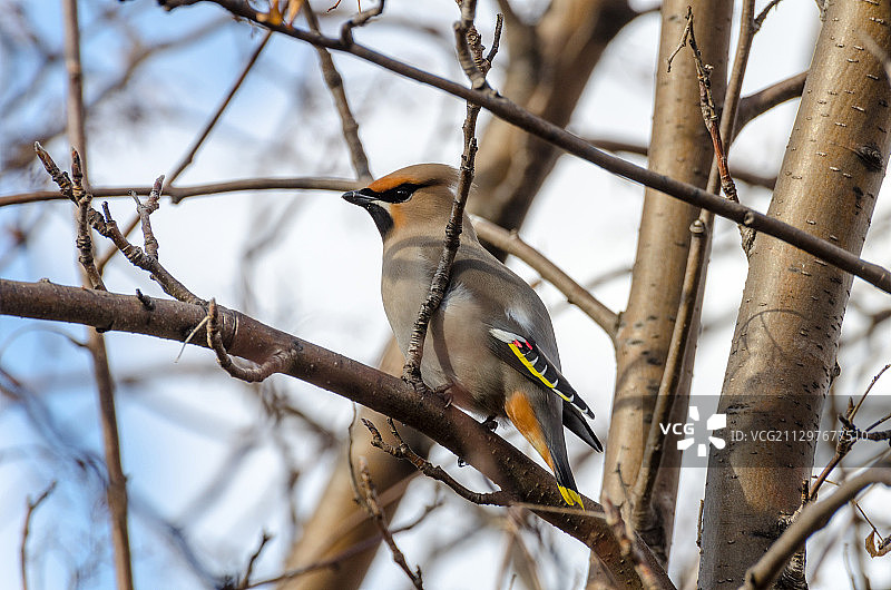 栖息在俄罗斯卢济诺树枝上的鸟儿特写图片素材