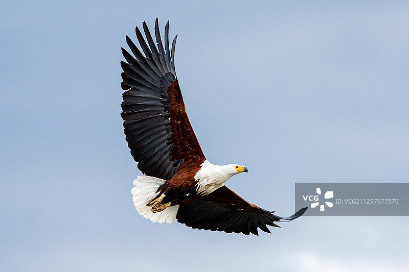 肯尼亚奈瓦沙：天空背景下的飞鸟低角度视图图片素材