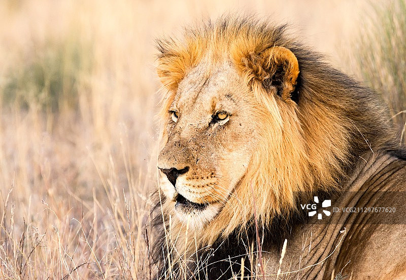 雄狮侧面照，南非卡图图片素材