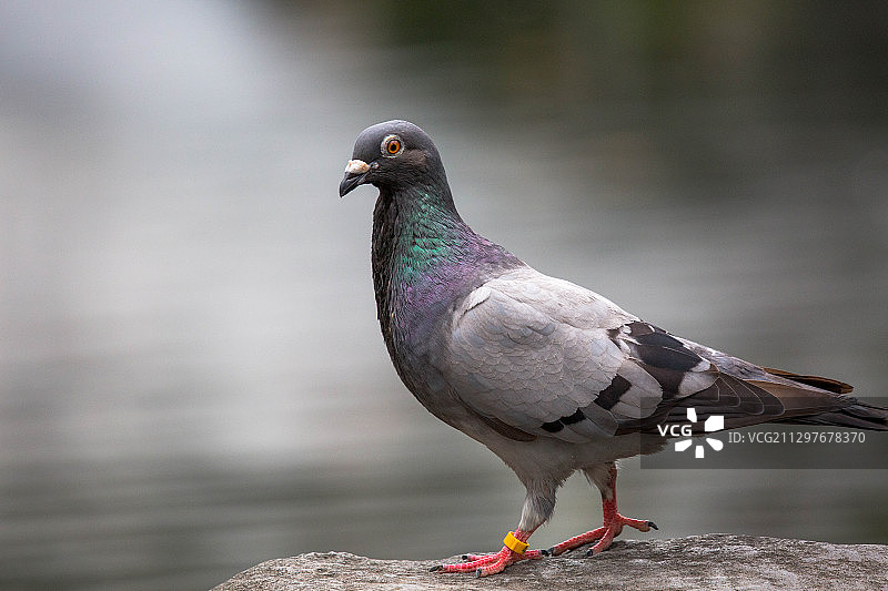 栖息在岩石上的鸽子特写图片素材