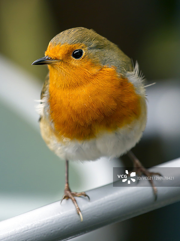 英国格林尼思，栖息在树枝上的鸟儿特写图片素材