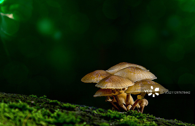 德国杜塞尔多夫：田野上生长的蘑菇特写图片素材